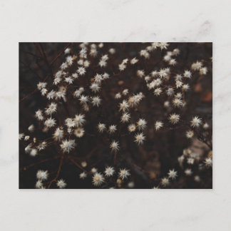 Carte Postale "Constellation Bosque"