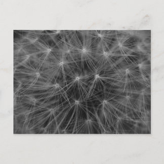 Carte Postale Constellation de Dandelion