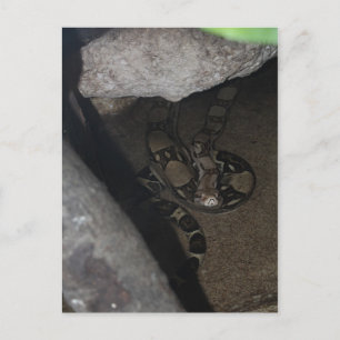 Carte Postale Constricteur Boa n° 1