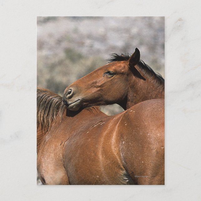 Carte Postale Contact sauvage de chevaux de mustang (Devant)