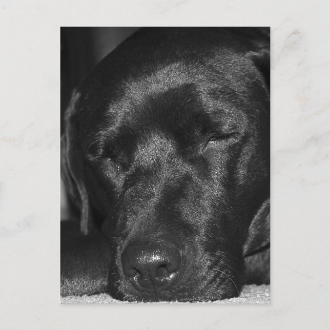 Carte Postale Contenu, sommeil noir labrador (Devant)