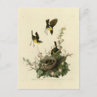 Conversation à poitrine jaune