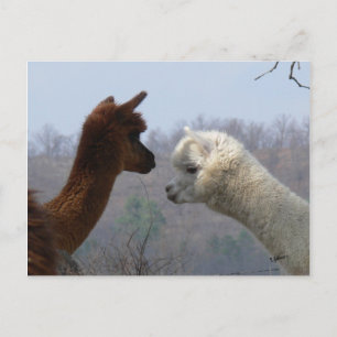 Carte postale Conversation Alpaca