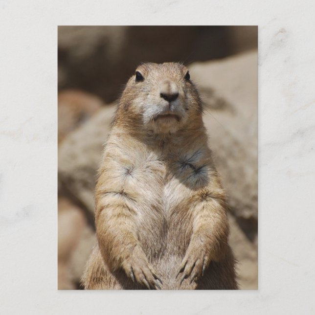 Carte postale cool Prairie Dog (Devant)