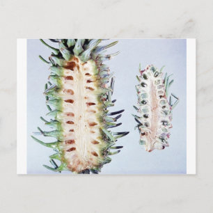 Carte Postale Cooley Spruce Gall Adelgid et Gall Pineus