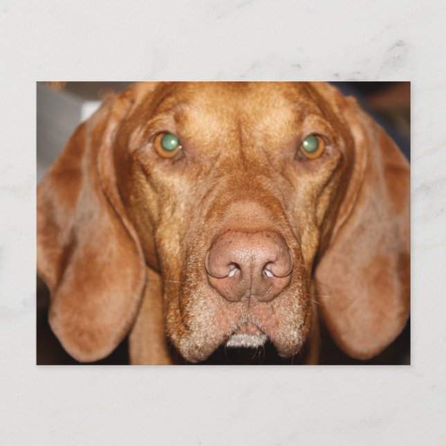 Carte postale Coon Hound (Devant)