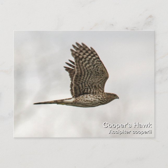 Carte Postale Cooper's Hawk (Devant)