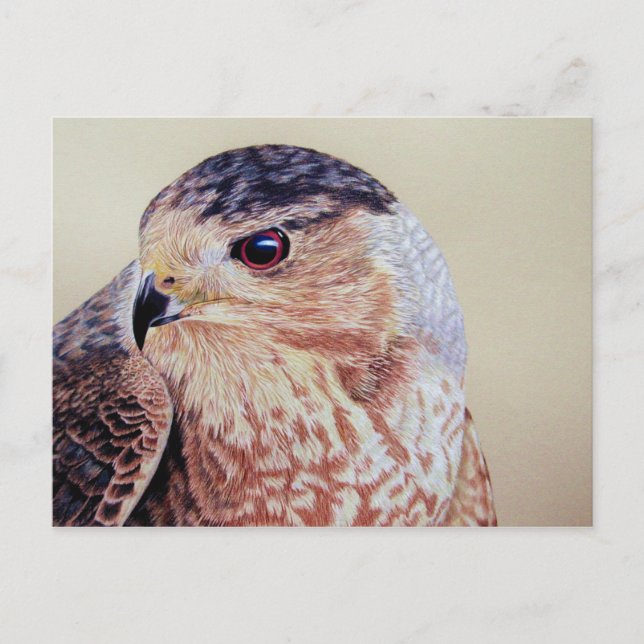 Carte Postale Coopers Hawk (Devant)