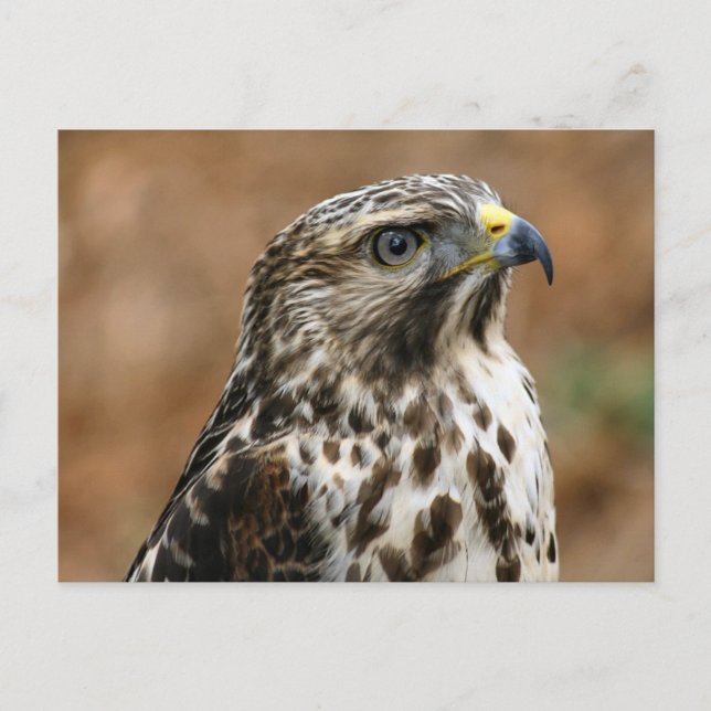 Carte postale Cooper's Hawk (Devant)