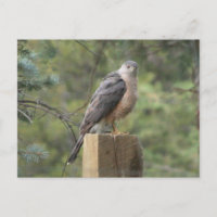 Cooper's Hawk