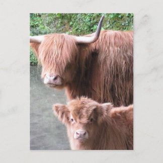 Carte Postale Coos poilus : Vache et veau de Highland
