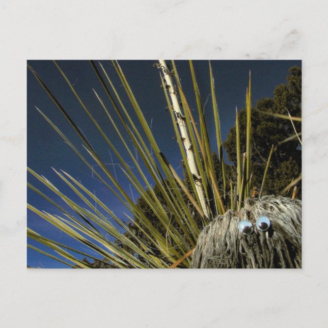 Carte Postale copain cactus no 1 (Devant)