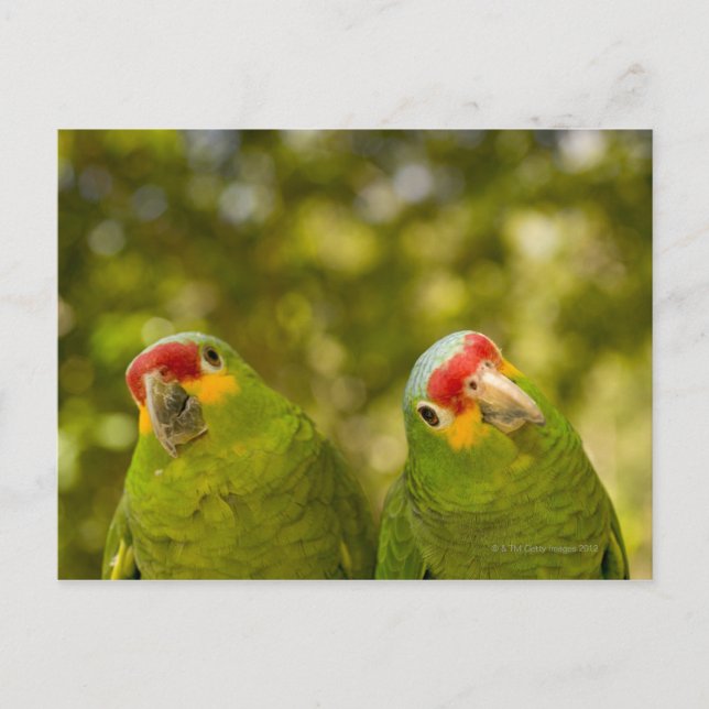 Carte Postale Copan, Honduras (Devant)