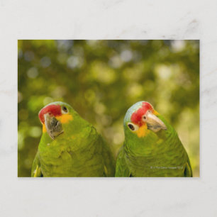 Carte Postale Copan, Honduras