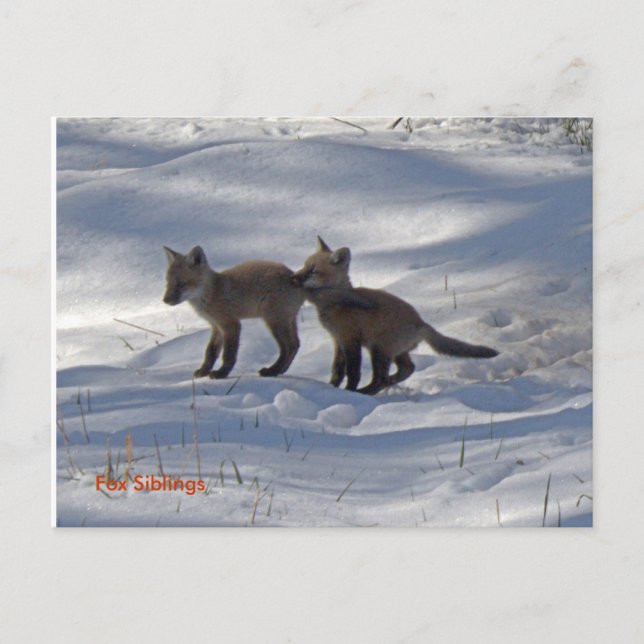 Carte Postale copie de bébés, Frères Fox (Devant)