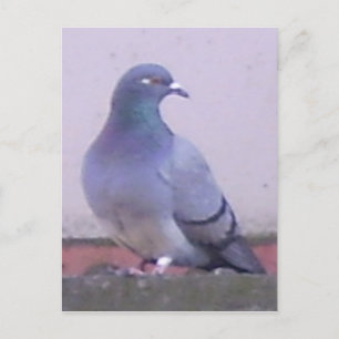 Carte Postale Copie de pigeon