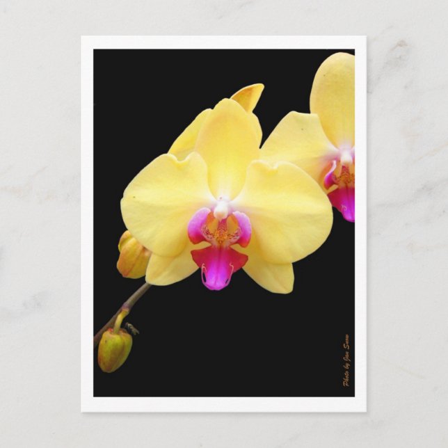 Carte Postale Copie d'orchidées jaunes (Devant)
