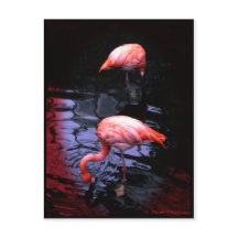 copie Flamant rose