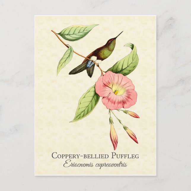 Carte postale Coppery Bellied Puffleg Hummingbird  (Devant)