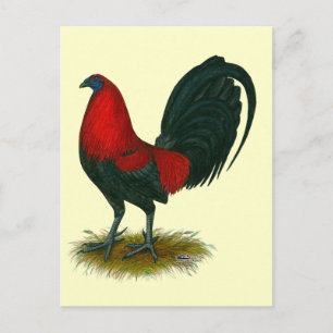 Carte Postale Coq américain : Brun Rouge