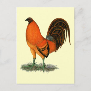 Carte Postale Coq de combat Ginger Rouge