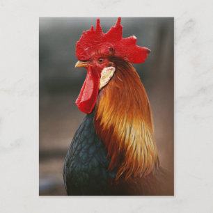 Carte Postale Coq domestique de la ferme