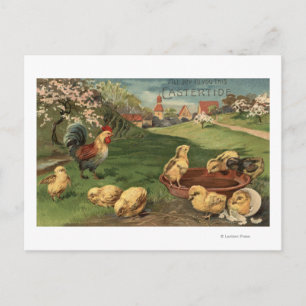 Carte Postale Coq et poussins