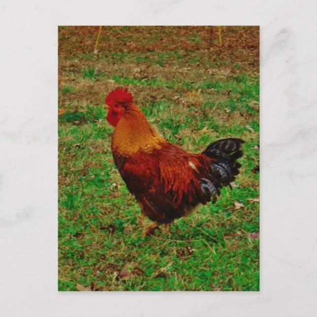 Carte Postale Coq faisant face à gauche (Devant)