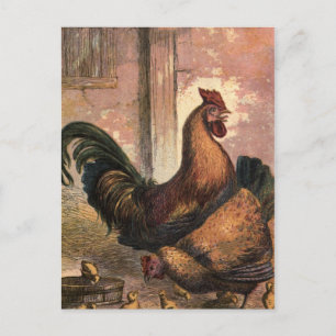 Carte Postale Coq rouge, haricots Brown et poussins pour bébés e