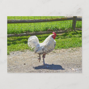 Carte Postale Coq Traversant la route sur une ferme du Vermont