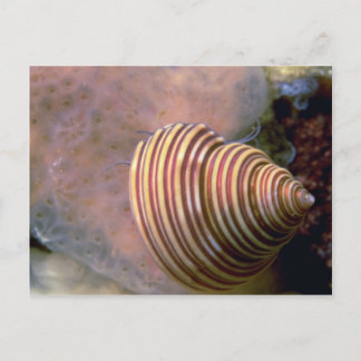 Carte Postale Coque supérieure canalisée