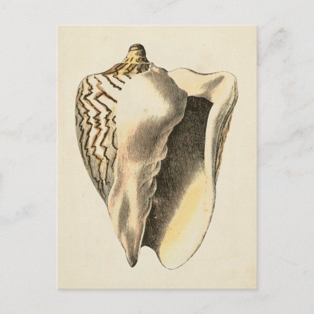 Carte Postale Coque vintage Sepia Conch (Devant)