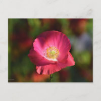 Coquelicot rose au soleil Photographie