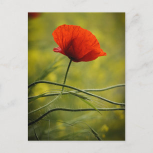 Carte postale Coquelicot simple