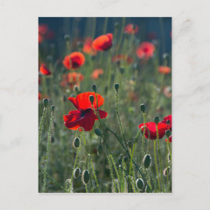 Carte Postale Coquelicots