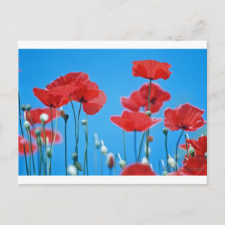 Carte Postale Coquelicots de Provence