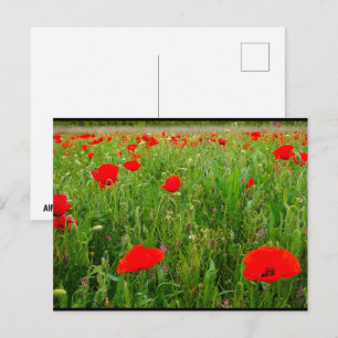 Carte Postale Coquelicots et Fleurs Sauvages