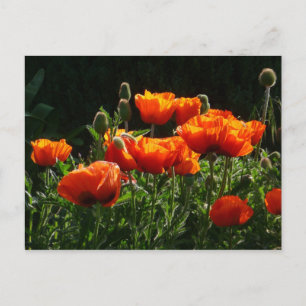Carte postale Coquelicots orange