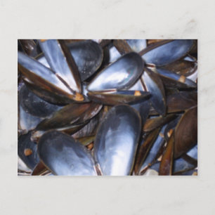 Carte postale Coques de moules