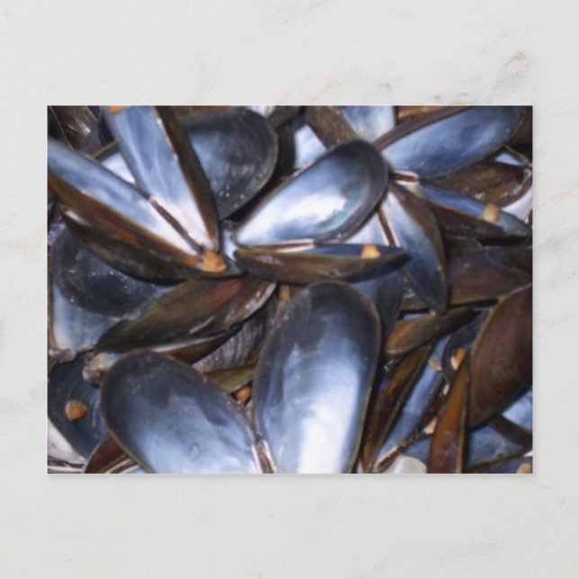 Carte postale Coques de moules (Devant)