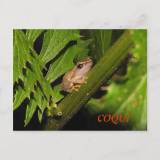 Carte postale Coqui