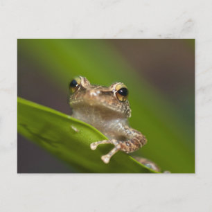 Carte Postale Coqui commun, Eleutherodactylus coqui