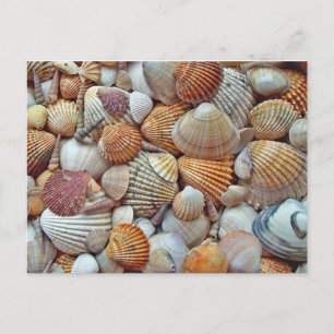 Carte Postale Coquillage