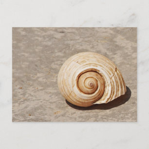 Carte Postale Coquillage