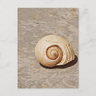 Carte Postale Coquillage