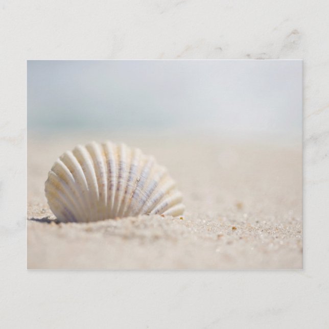 Carte Postale Coquillage de mollusque (Devant)
