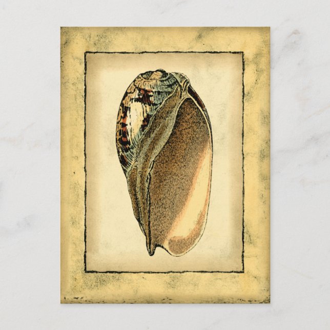Carte Postale Coquillage Vintage rustique (Devant)