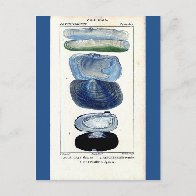 Carte Postale coquillages bleus vintage botanique (Devant)