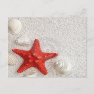 Carte Postale coquillages et étoiles de mer