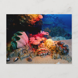 Carte Postale Coquillages Tropiques Sous-Mers De Corail
